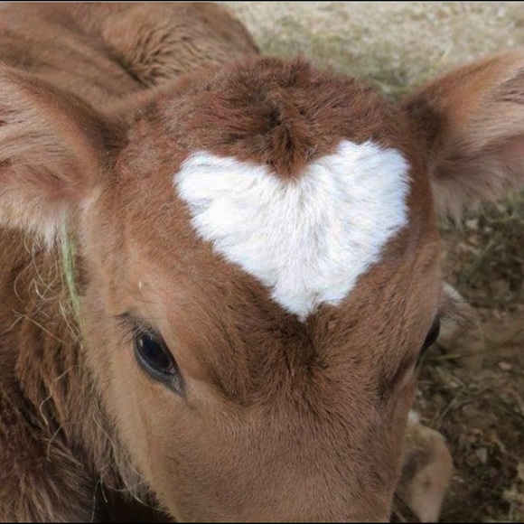 Meet your Posher, Carlotta - Picture 1 of 1